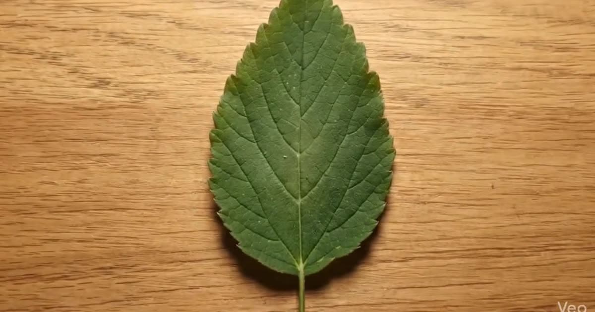 Inside the structure of a Leaf